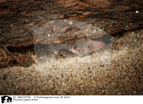 Etruscan pygmy shrew / MAZ-05798