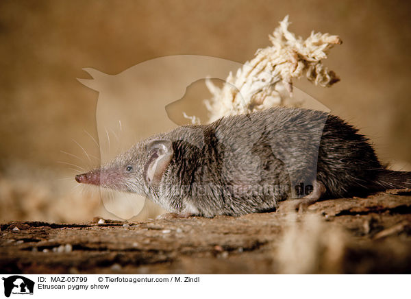 Etruscan pygmy shrew / MAZ-05799