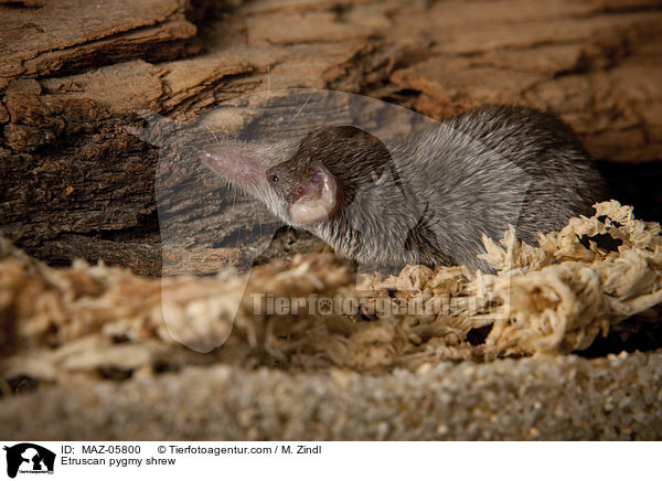 Etruskerspitzmaus / Etruscan pygmy shrew / MAZ-05800