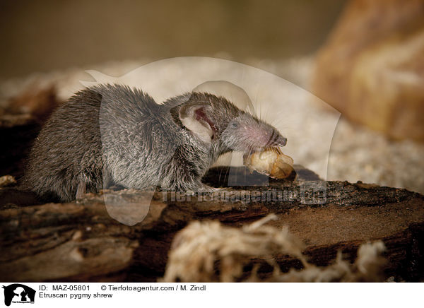 Etruscan pygmy shrew / MAZ-05801