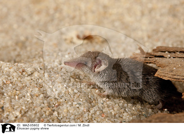 Etruscan pygmy shrew / MAZ-05802