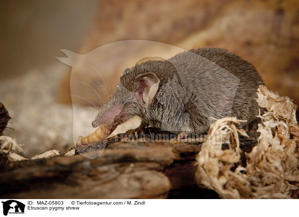 Etruscan pygmy shrew / MAZ-05803