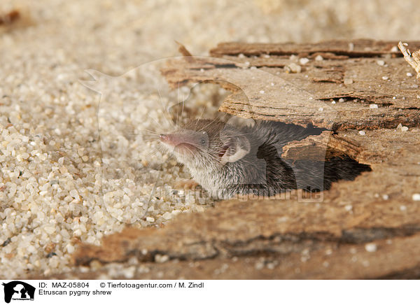 Etruscan pygmy shrew / MAZ-05804