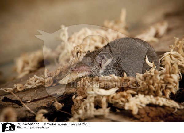 Etruskerspitzmaus / Etruscan pygmy shrew / MAZ-05805