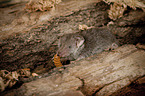 Etruscan pygmy shrew