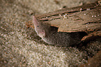 Etruscan pygmy shrew