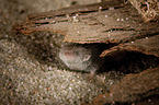 Etruscan pygmy shrew