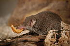 Etruscan pygmy shrew