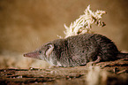 Etruscan pygmy shrew