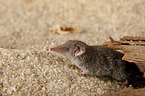 Etruscan pygmy shrew