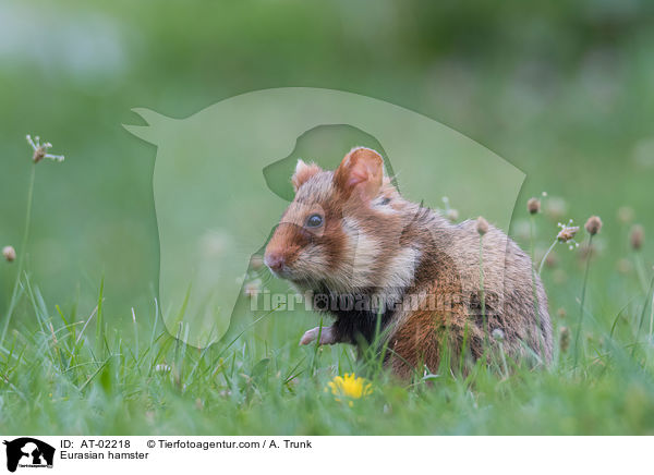 Feldhamster / Eurasian hamster / AT-02218