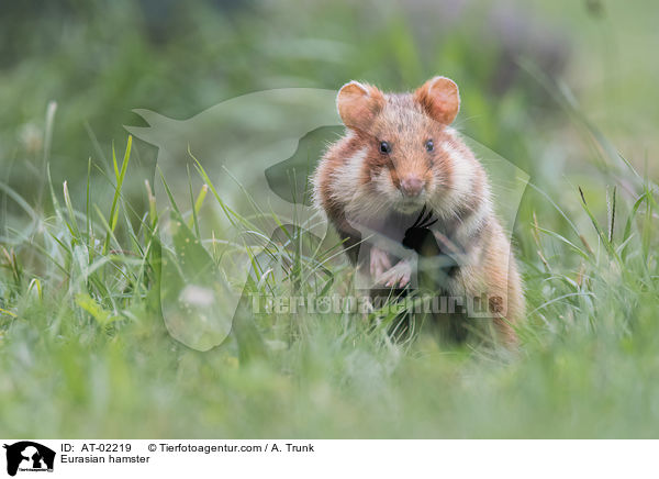 Feldhamster / Eurasian hamster / AT-02219