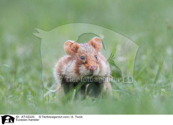 Eurasian hamster / AT-02220
