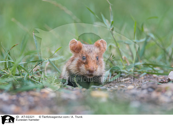 Feldhamster / Eurasian hamster / AT-02221