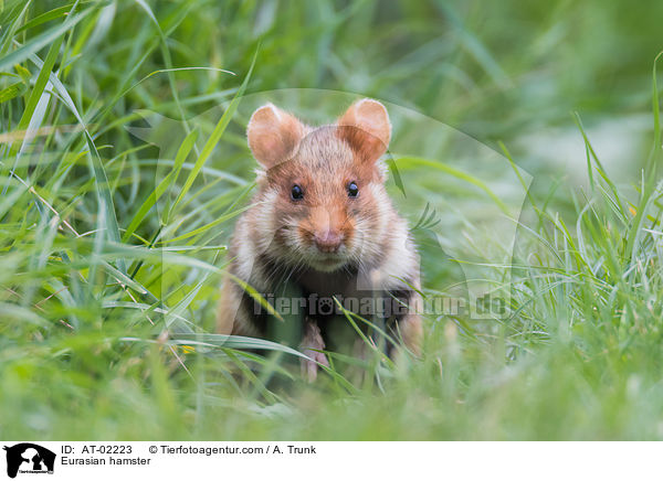 Feldhamster / Eurasian hamster / AT-02223