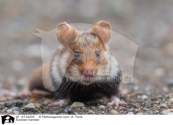 Eurasian hamster / AT-02224