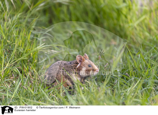 Feldhamster / Eurasian hamster / PW-01902