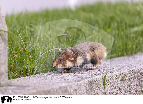 Feldhamster / Eurasian hamster / PW-01903