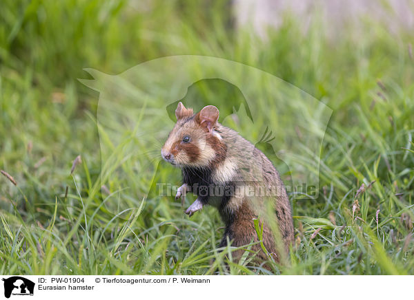 Feldhamster / Eurasian hamster / PW-01904