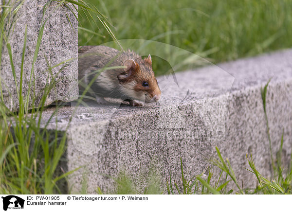 Feldhamster / Eurasian hamster / PW-01905