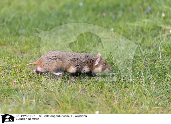 Feldhamster / Eurasian hamster / PW-01907