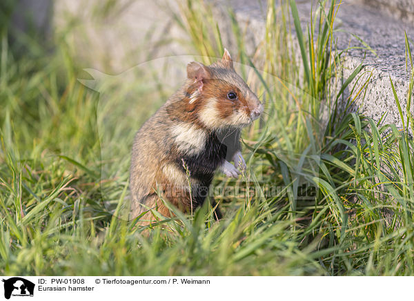 Eurasian hamster / PW-01908