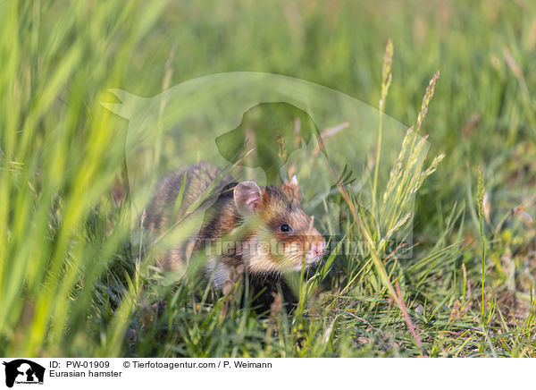 Feldhamster / Eurasian hamster / PW-01909