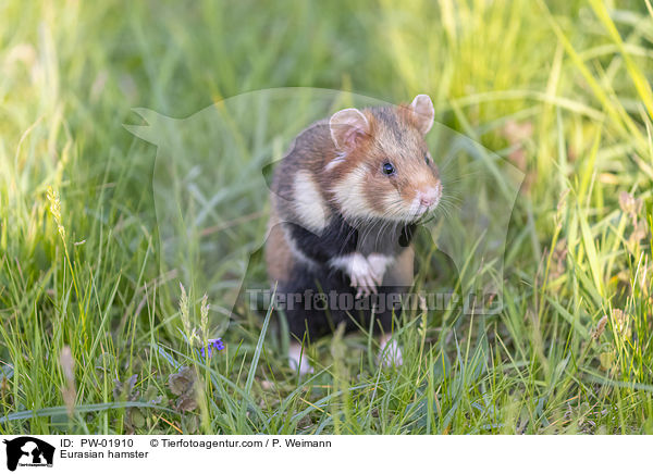 Feldhamster / Eurasian hamster / PW-01910