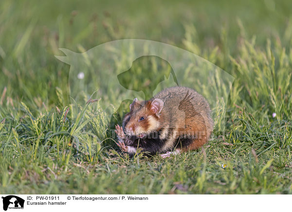 Feldhamster / Eurasian hamster / PW-01911