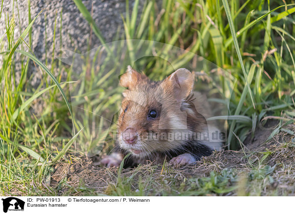 Feldhamster / Eurasian hamster / PW-01913