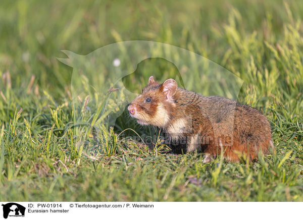 Eurasian hamster / PW-01914
