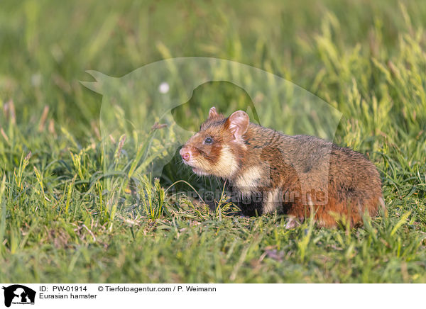 Feldhamster / Eurasian hamster / PW-01914