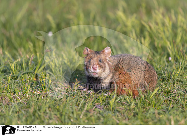 Feldhamster / Eurasian hamster / PW-01915