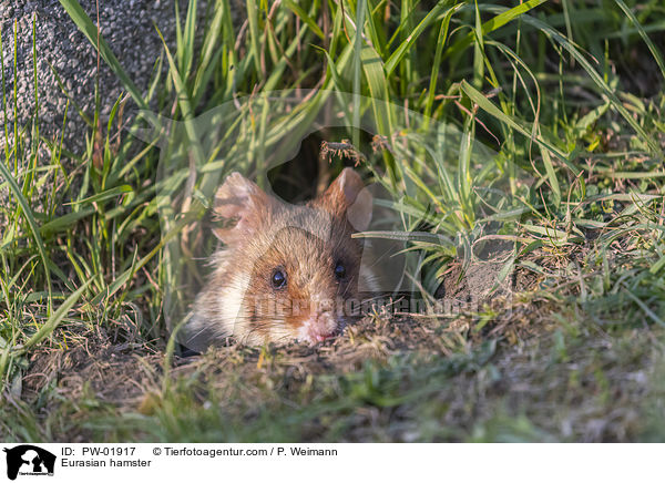 Feldhamster / Eurasian hamster / PW-01917