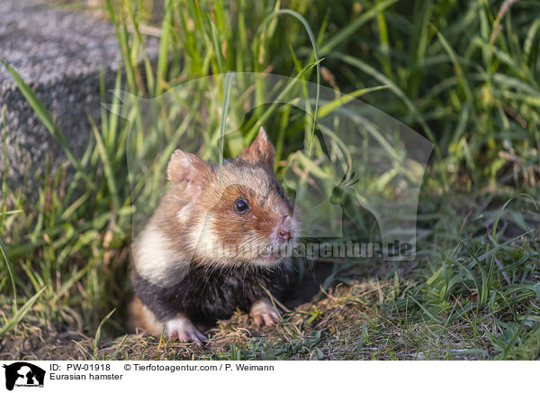 Feldhamster / Eurasian hamster / PW-01918