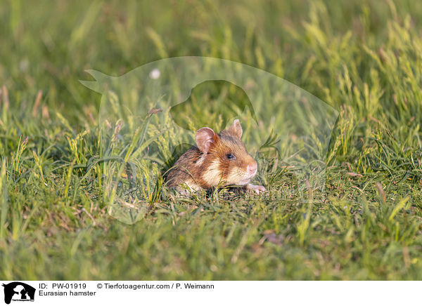 Feldhamster / Eurasian hamster / PW-01919