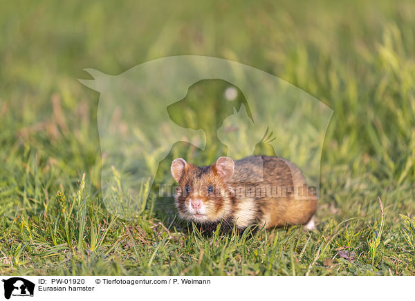 Eurasian hamster / PW-01920