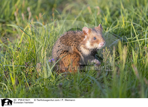 Feldhamster / Eurasian hamster / PW-01921
