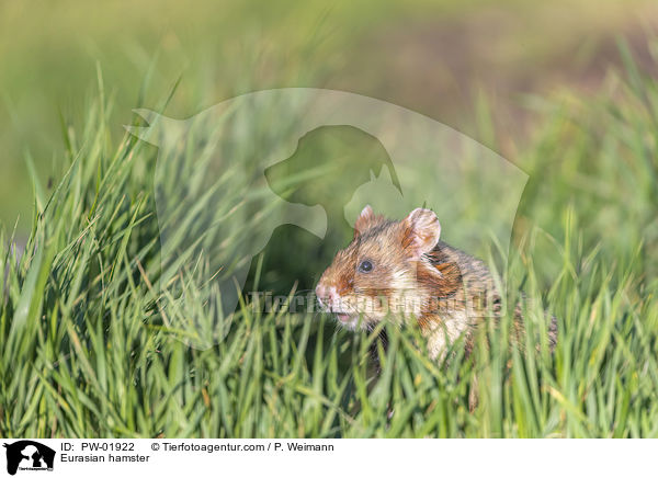 Eurasian hamster / PW-01922