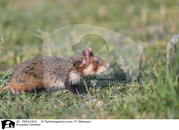 Feldhamster / Eurasian hamster / PW-01923