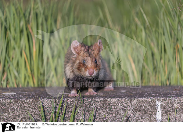 Feldhamster / Eurasian hamster / PW-01924