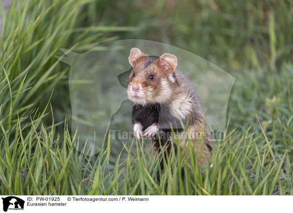 Feldhamster / Eurasian hamster / PW-01925