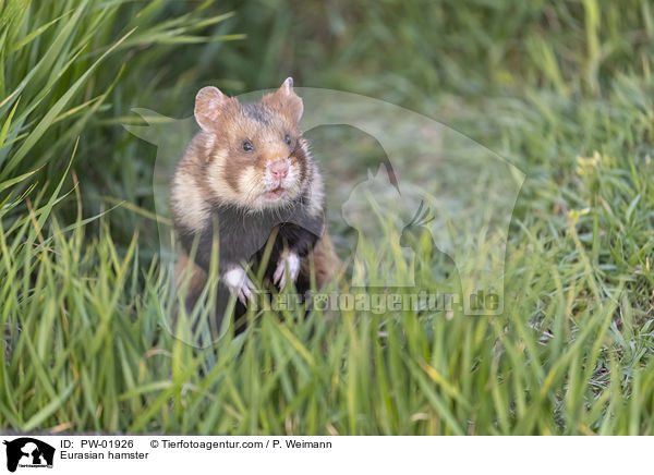 Feldhamster / Eurasian hamster / PW-01926