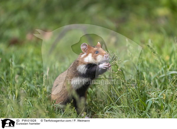 Feldhamster / Eurasian hamster / PW-01928