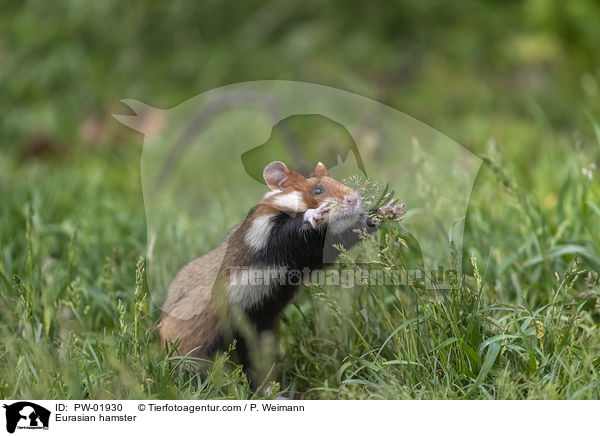 Feldhamster / Eurasian hamster / PW-01930