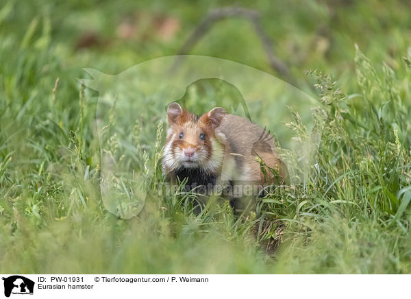 Feldhamster / Eurasian hamster / PW-01931