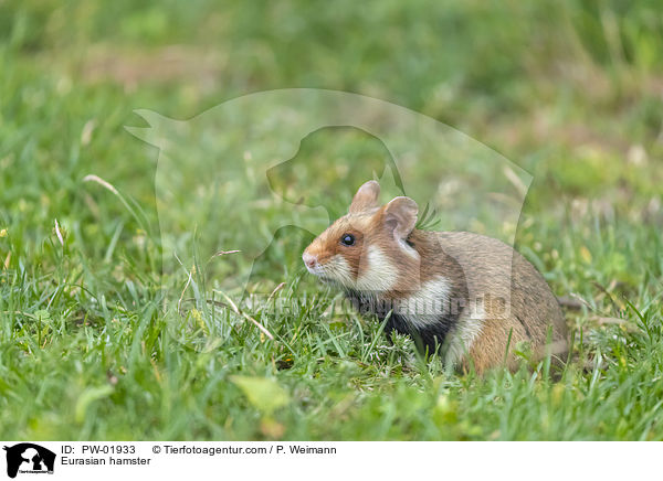 Feldhamster / Eurasian hamster / PW-01933