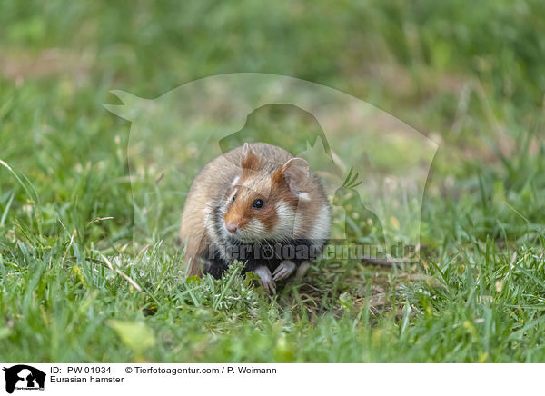 Feldhamster / Eurasian hamster / PW-01934