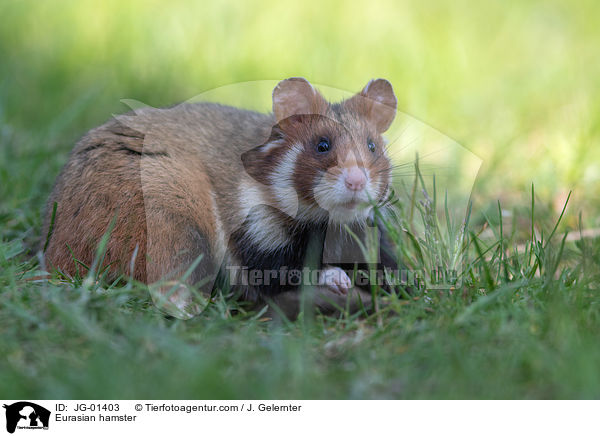 Europischer Feldhamster / Eurasian hamster / JG-01403