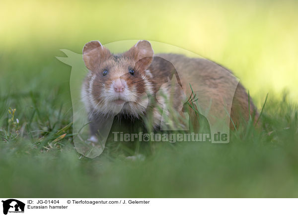 Europischer Feldhamster / Eurasian hamster / JG-01404